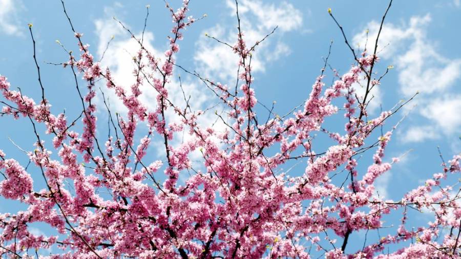 �Damos la bienvenida a la primavera! Castillos hinchables al mejor precio 